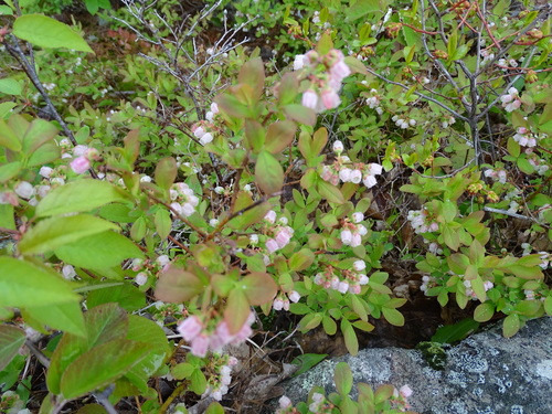 Vaccinium angustifolium