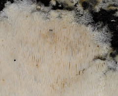 Dentipellicula leptodon