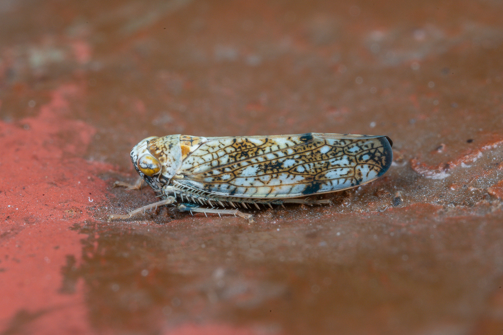Orientus amurensis