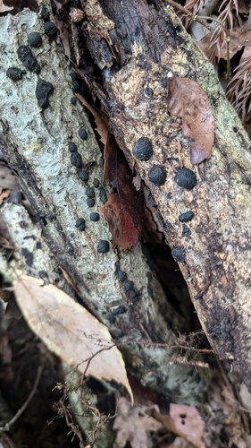 Annulohypoxylon truncatum