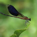 Formosan Damselfly - Photo (c) 大俠, some rights reserved (CC BY-NC-SA), uploaded by 大俠