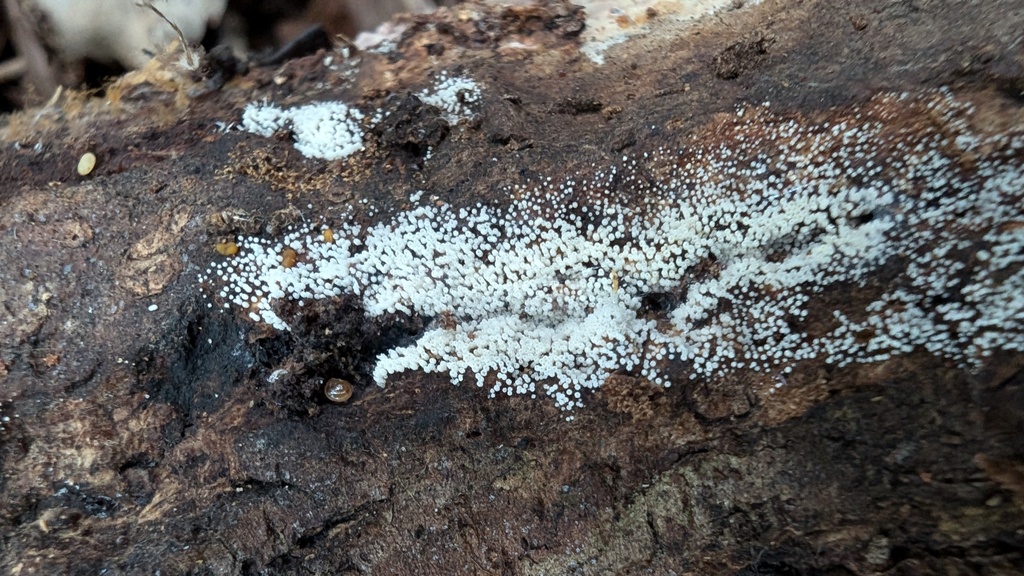 Henningsomyces candidus · July 2024 · photo: © atsushi_nakajima_cirque (iNaturalist, cc-by)