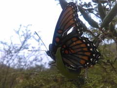 Limenitis arthemis arizonensis