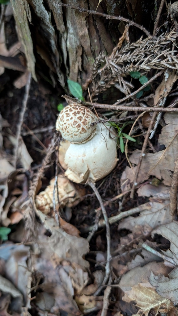Amanita gymnopus · July 2024 · photo: © atsushi_nakajima_cirque (iNaturalist, cc-by)