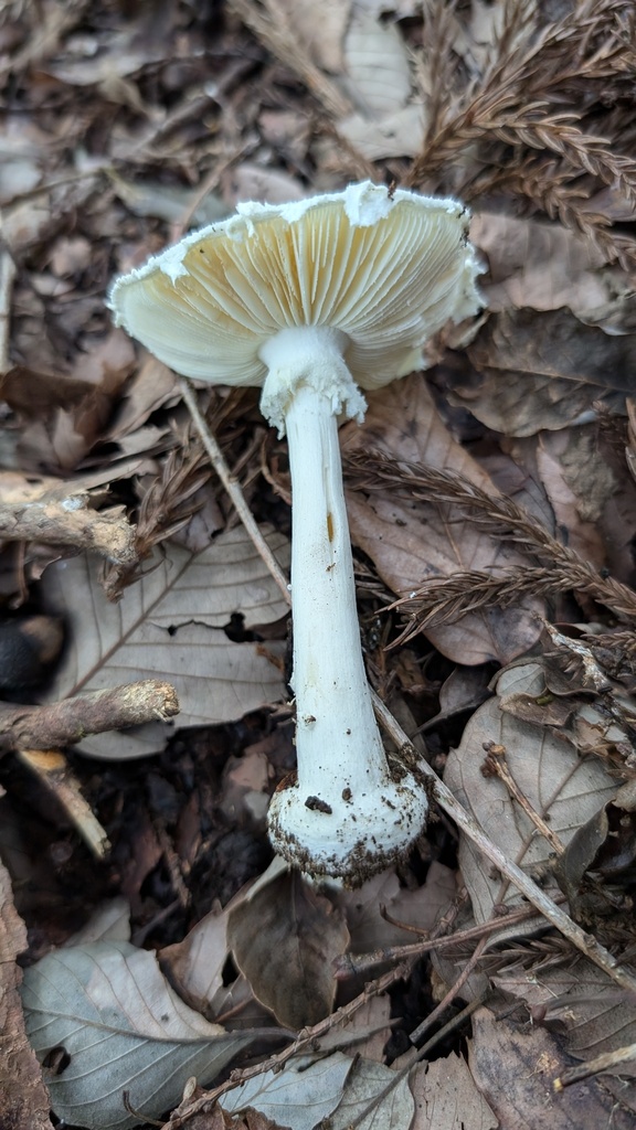 Amanita kotohiraensis · July 2024 · photo: © atsushi_nakajima_cirque (iNaturalist, cc-by)