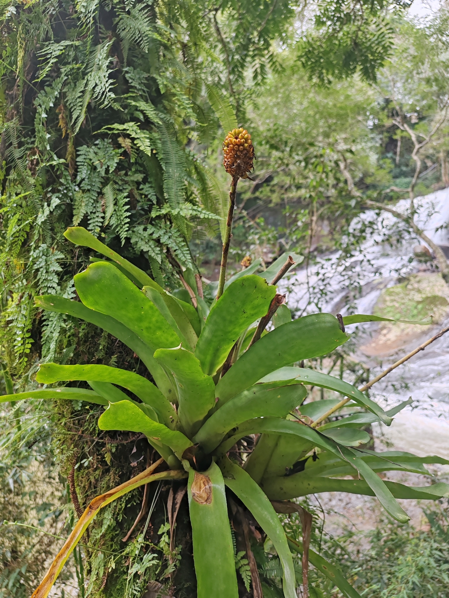 Aechmea calyculata