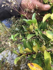 Valeriana clematitis