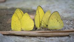 Eurema blanda arsakia