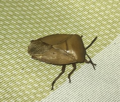 Tessaratoma
