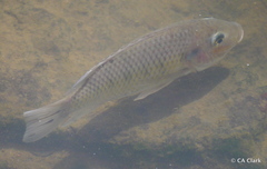 Sarotherodon melanotheron