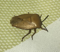 Tessaratoma