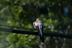 Dendrocitta formosae formosae