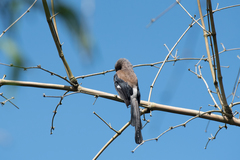 Dendrocitta formosae formosae