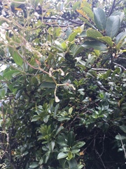 Valeriana clematitis