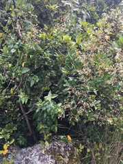 Valeriana clematitis