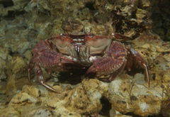 Nectocarcinus integrifrons