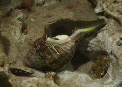 Paguristes frontalis