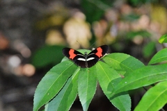 Heliconius erato phyllis