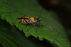 Biasticus flavinotus