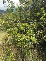 Valeriana clematitis