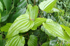 Stemona tuberosa