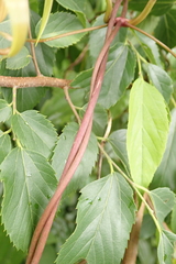 Stemona tuberosa