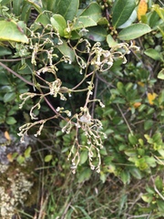 Valeriana clematitis