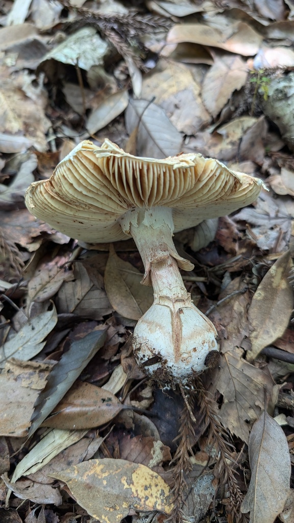 Amanita gymnopus