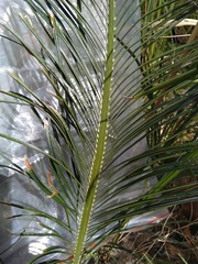 Macrozamia parcifolia