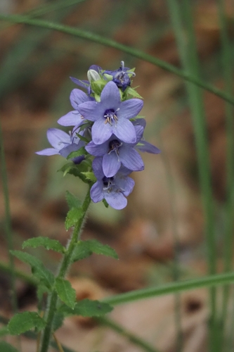Peregrinating Bellflower (Campanula peregrina)