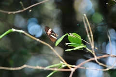 Heliconius erato phyllis