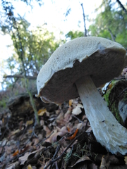 Austroboletus niveus