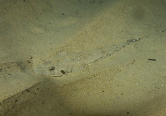 Platycephalidae