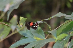 Heliconius erato phyllis