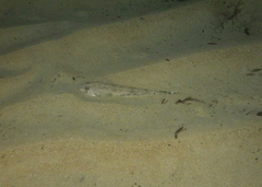 Platycephalidae