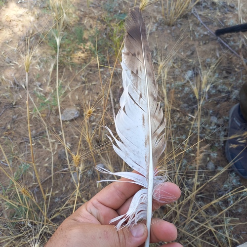 Plume de Buse féroce