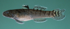 Bandfin Mangrove Goby photo 2