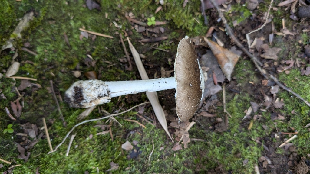 Amanita pseudoporphyria · July 2024 · photo: © atsushi_nakajima_cirque (iNaturalist, cc-by)