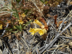 Aphyllon franciscanum