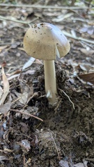 カバイロツルタケ