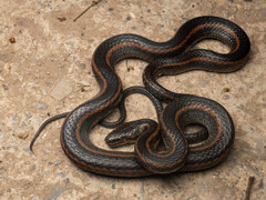 Youjiang Keelback Snake photo 1