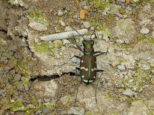 Common Claybank Tiger Beetle photo 4