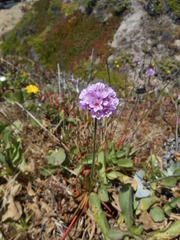 Armeria maritima californica