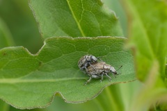 Philopedon plagiatum