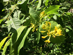 Lonicera hirsuta