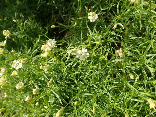Silene saxifraga, photograph 2