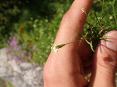 Silene saxifraga, photograph Franck Cabot, CC BY, iNaturalist via GBIF