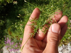 Silene saxifraga, photograph Franck Cabot, CC BY, iNaturalist via GBIF