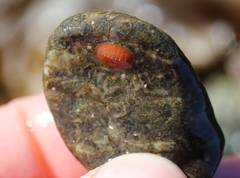 Lepidozona interstincta