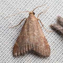 Arta epicoenalis